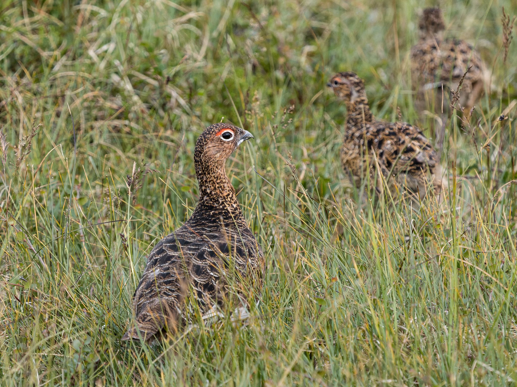 Moorschneehuhn